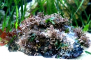 작은구슬 산호말 (오석활착) [1개] (해수) 8~15cm