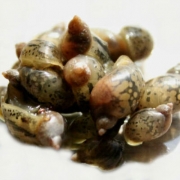 먹이용물달팽이 小 [30마리] (초록복어,인디언복어용)