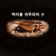 먹이용귀뚜라미 (소) [50마리]