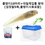 올챙이 [10마리]+대일채집통(왕대)(생물포함)