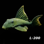 L-200 그린팬텀(하이핀)플레코 7~8cm [1마리]