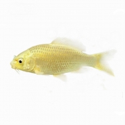 비단잉어(황금) 약15~20cm [1마리]