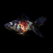 Gold Fish (켈리코) [1마리]