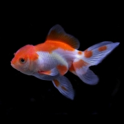 Gold Fish (홍백오란다) [1마리]