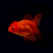 Gold Fish (레드오란다) [1마리]