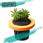 아쿠아포닉스 망포트 쭈글이 헬페리 수반수초 수상수초 키우기쉬운수초 초보수초 수경재배