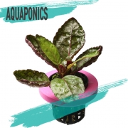 아쿠아포닉스 망포트 물보라 수반수초 수상수초 키우기쉬운수초 초보수초 수경재배